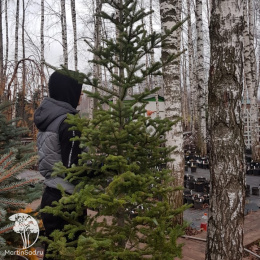 Пихта новогодняя Корейская