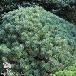 Сосна горная Мини Глобус