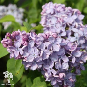 Фото Сирень обыкновенная Профессор Эдмунд Янковский