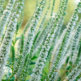 Вероника колосистая Сноу Кэндлс