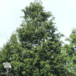 Дуб австрийский Quercus cerris