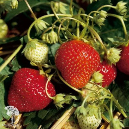Клубника ремонтантная Мара Де Буа