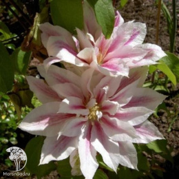 Клематис Андромеда