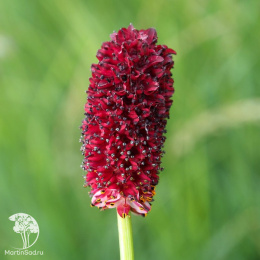 Кровохлёбка лекарственная Танна