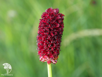 Фото Кровохлёбка лекарственная Танна