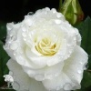 Роза спрей (миниатюрная) Вайт Лидия фото 3 