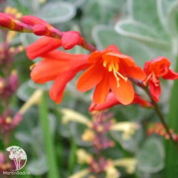 Крокосмия (монтбреция) Файр Кинг