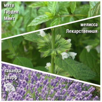 Фото Набор для чая мята Гарден Минт + мелиса лекарственная + лаванда Дварф Блю