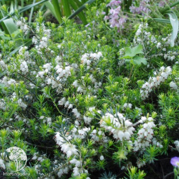 Эрика блуждающая Альба