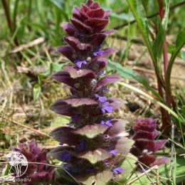 Живучка пирамидальная