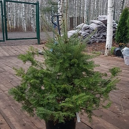 Пихта новогодняя Корейская 100-110 см