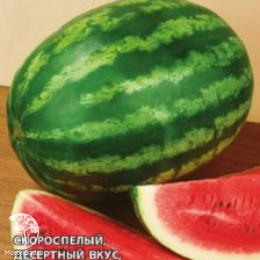 Арбуз Скорик 