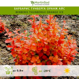 Барбарис Тунберга Оранж Айс