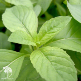 Мята колосистая Зитронминз