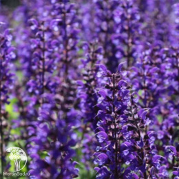 Шалфей дубравный Виола Клозе