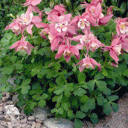 Aquilegia flabellata Cameo Rose White Аквилегия вееровидная Камео Роуз Уайт