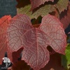 Виноград амурский фото 1 