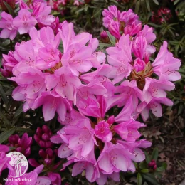  Рододендрон понтийский Грациелла