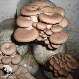 Вешенка обыкновенная