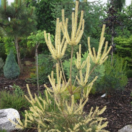 Сосна обыкновенная Биалогон