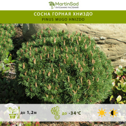  Сосна горная Хниздо