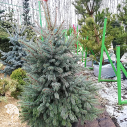 Ель голубая  Блю Даймонд