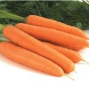 Морковь Бангор  (Голландия) фото 2 