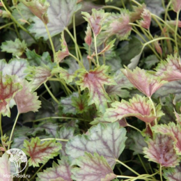 Сверхвыгодный микс! Гейхера Обсидиан + Гейхера Каппучино + Гейхера Нокаут