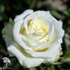Роза чайно-гибридная Анастасия фото 2 