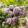 Клематис Пинк Сюрпрайз фото 3 