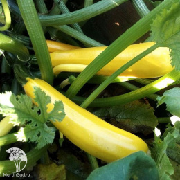 Кабачок Ясмин F1  (Саката)