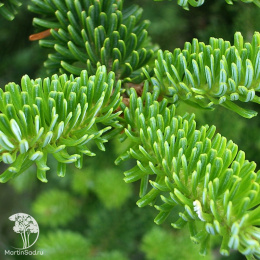 Пихта новогодняя Фрейзер