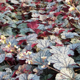 Гейхера Сильвер Скроллс