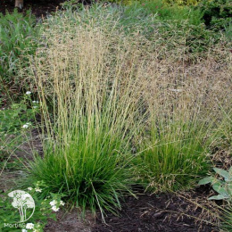 Deschamsia cespitosa Palava Луговик (Щучка) Палава