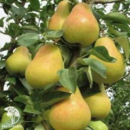 Груша Сапфира + опылитель Груша Любимица Яковлева