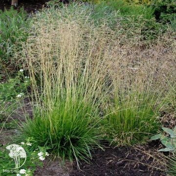 Фото Deschamsia cespitosa Palava Луговик (Щучка) Палава
