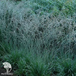 Молиния голубая Дауэрштраль