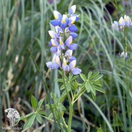 Семена Люпин однолетний Белозерный 110