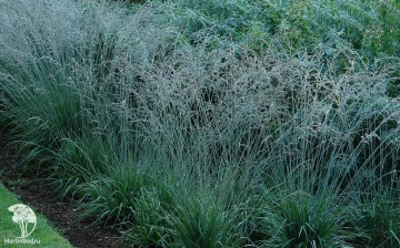 Фото Молиния голубая Дауэрштраль