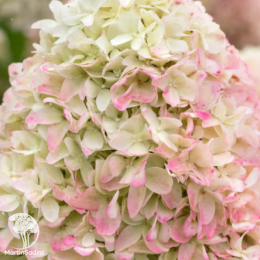 Гортензия метельчатая Кэнди Лав