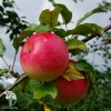 Яблоня гибрид Уэлси с яблоней Красное раннее фото 3 