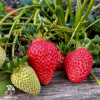 Клубника Вима Рина фото 2 