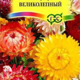 Гелихризум Великолепный, смесь