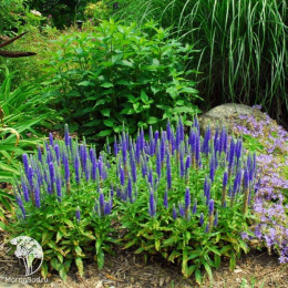 Вероника гибридная Фёрст Глори