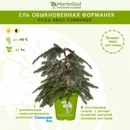 Ель обыкновенная Форманек