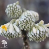 Эджвортия золотистоцветковая Грандифлора фото 2 