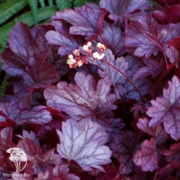 Гейхера Шанхай