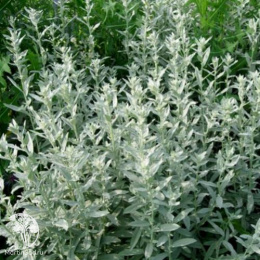 Полынь Пурша