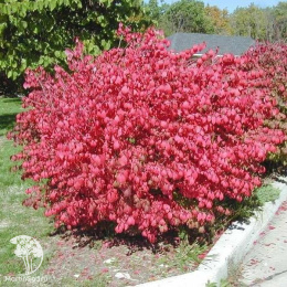 Бересклет крылатый Компактус