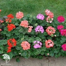 Пеларгония зональная